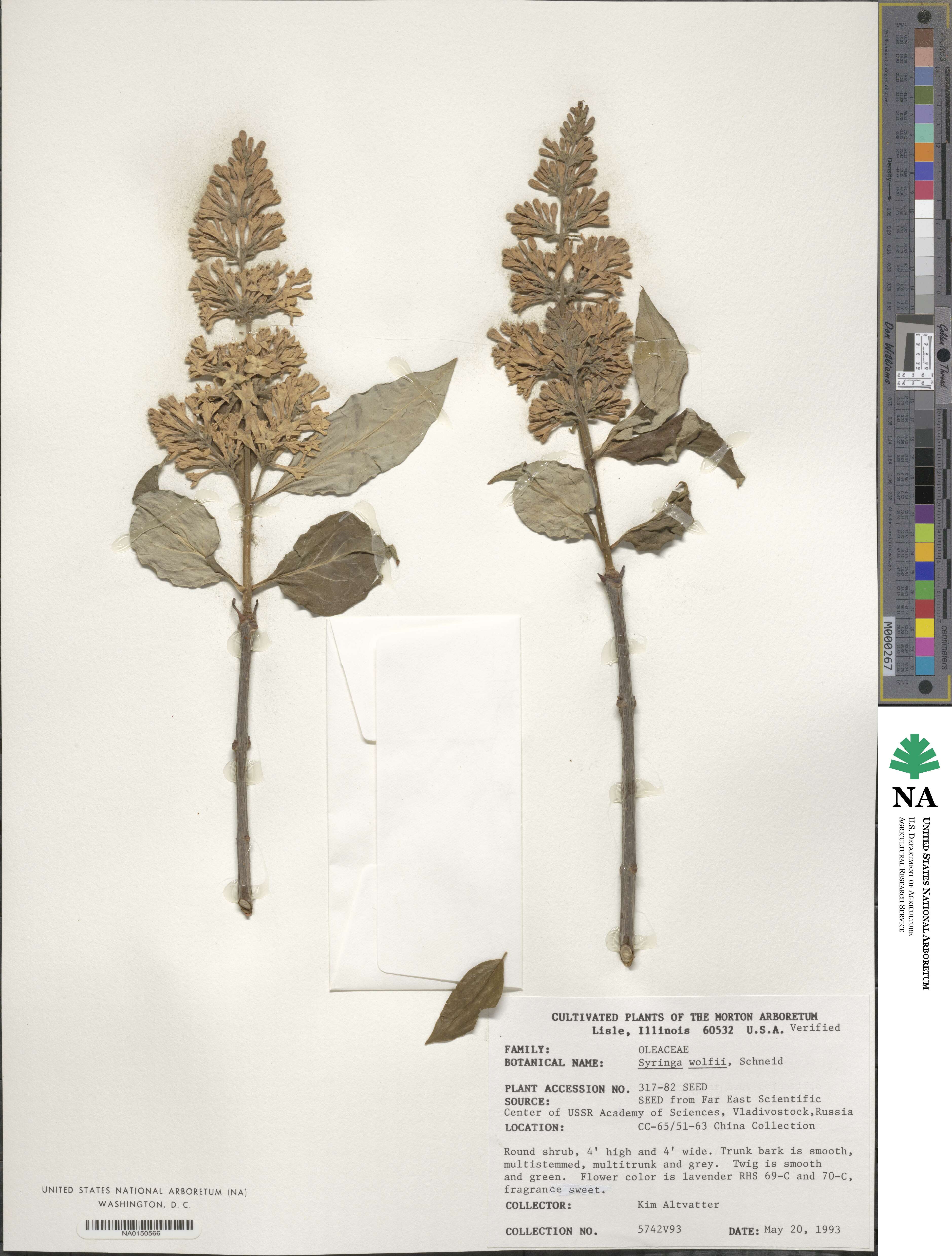 Syringa villosa subsp. wolfii image