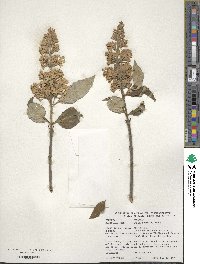 Syringa villosa subsp. wolfii image