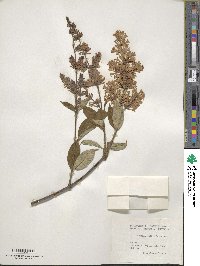 Syringa villosa subsp. wolfii image