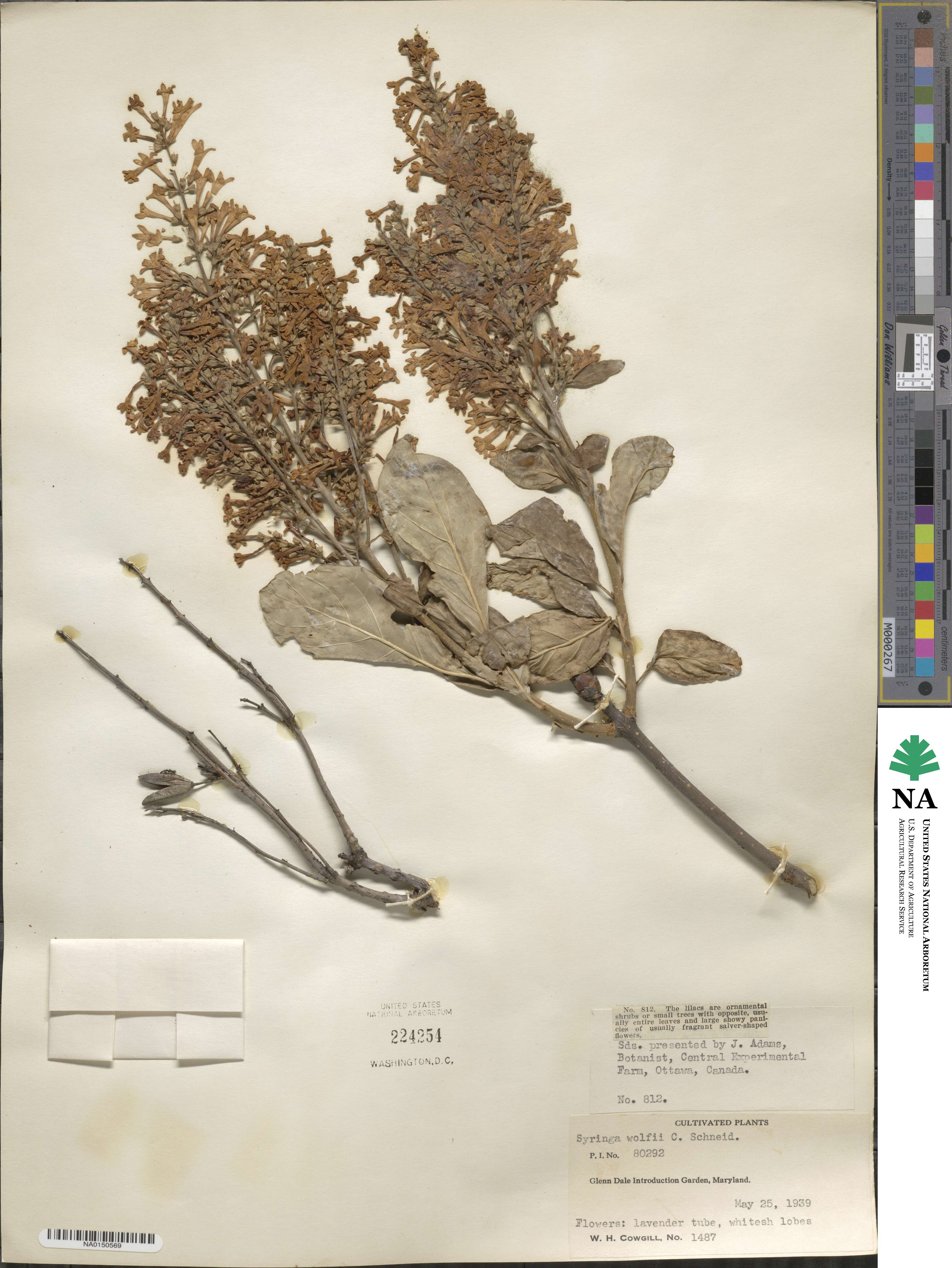 Syringa villosa image