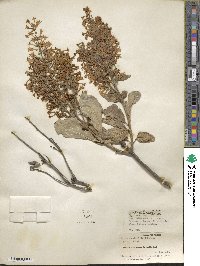 Syringa villosa subsp. wolfii image