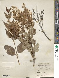 Syringa villosa subsp. wolfii image