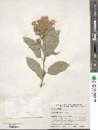 Syringa villosa subsp. wolfii image