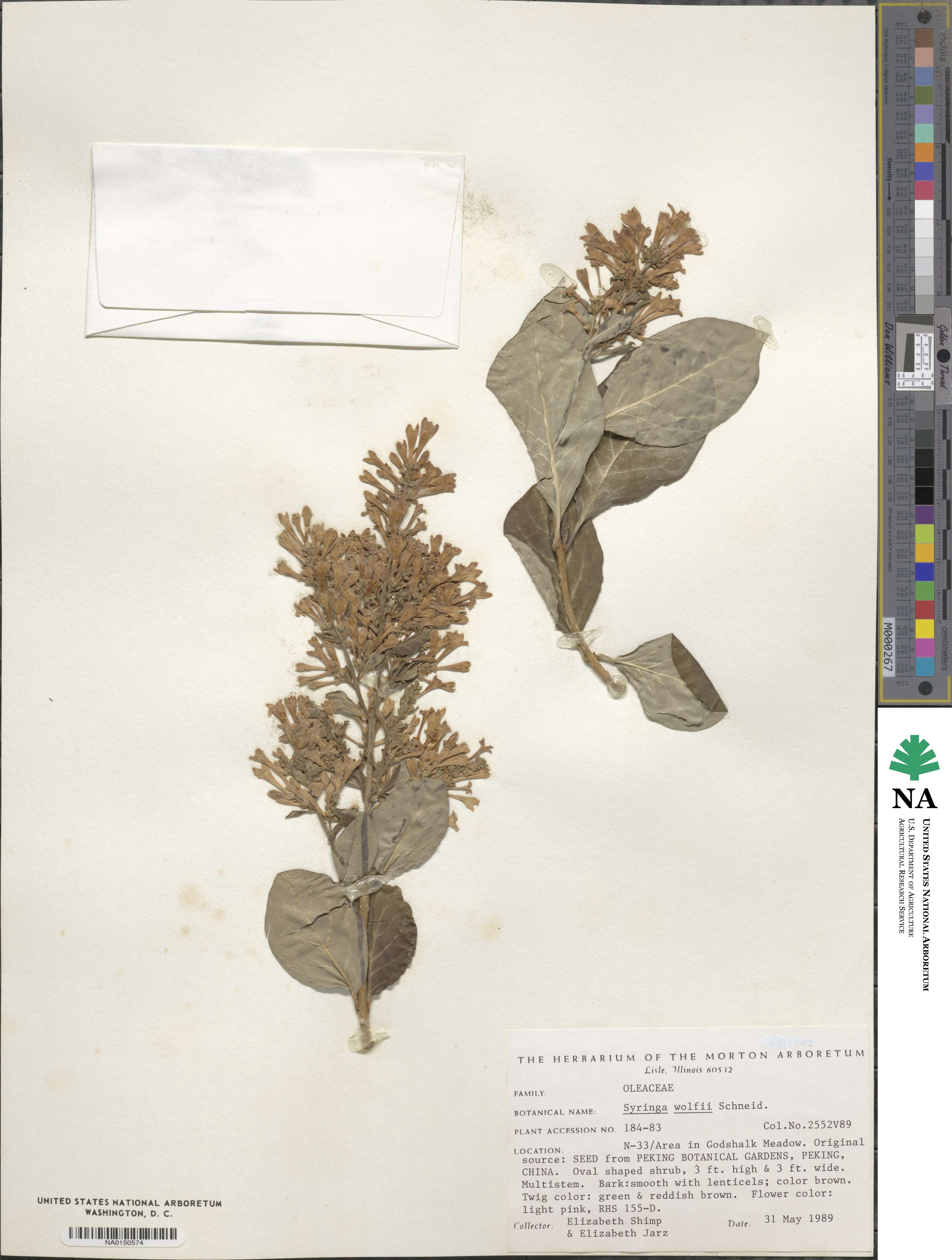 Syringa villosa subsp. wolfii image