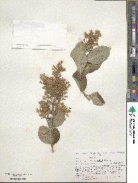 Syringa villosa image