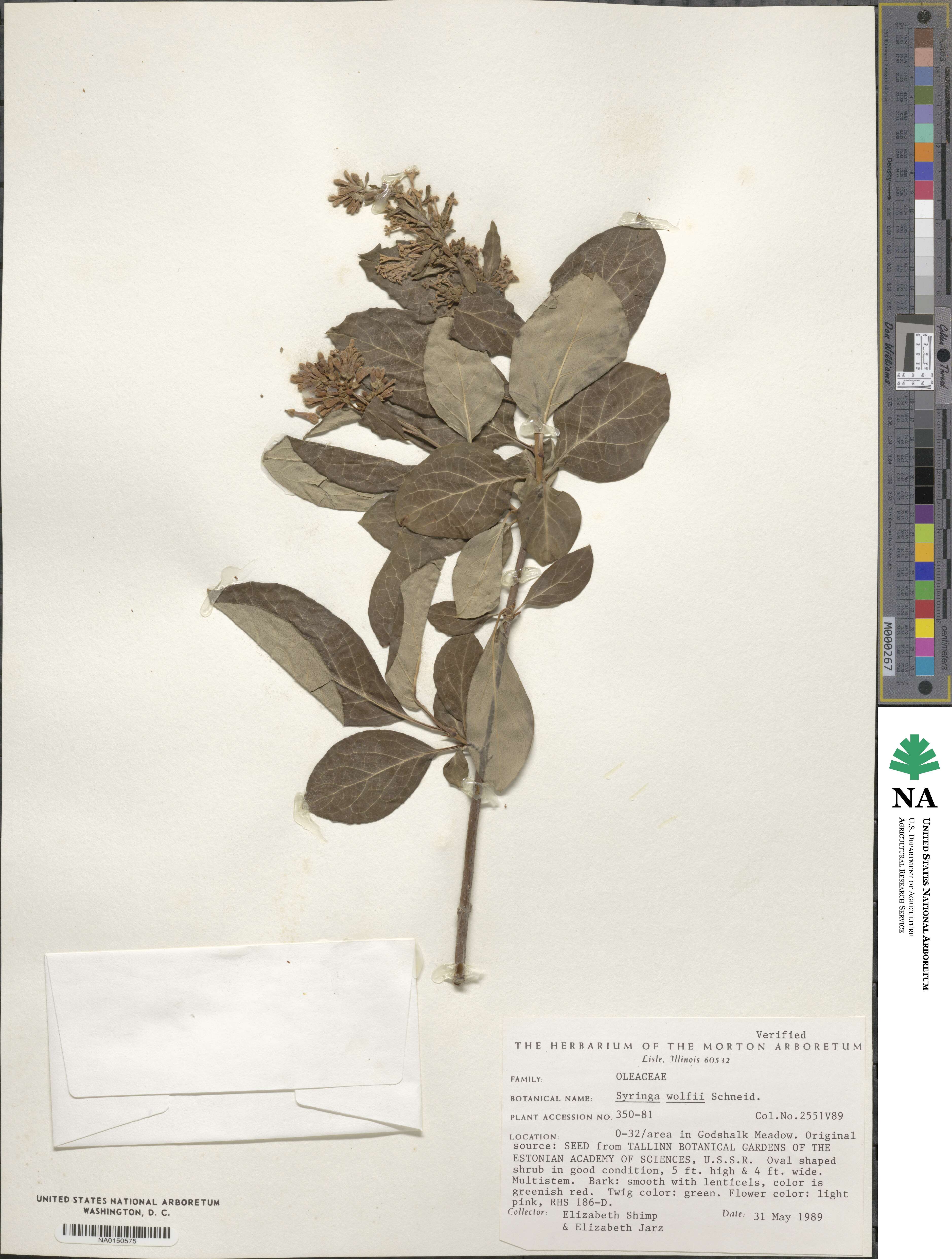 Syringa villosa subsp. wolfii image