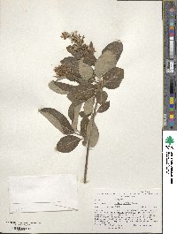 Syringa villosa subsp. wolfii image