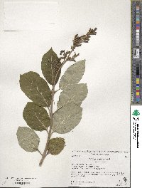 Syringa villosa subsp. wolfii image