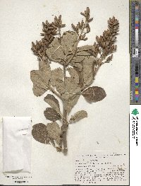 Syringa villosa subsp. wolfii image