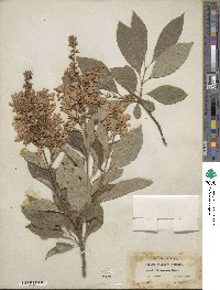 Syringa villosa subsp. wolfii image