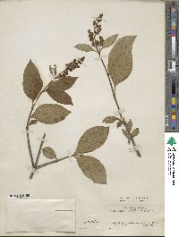 Syringa villosa image