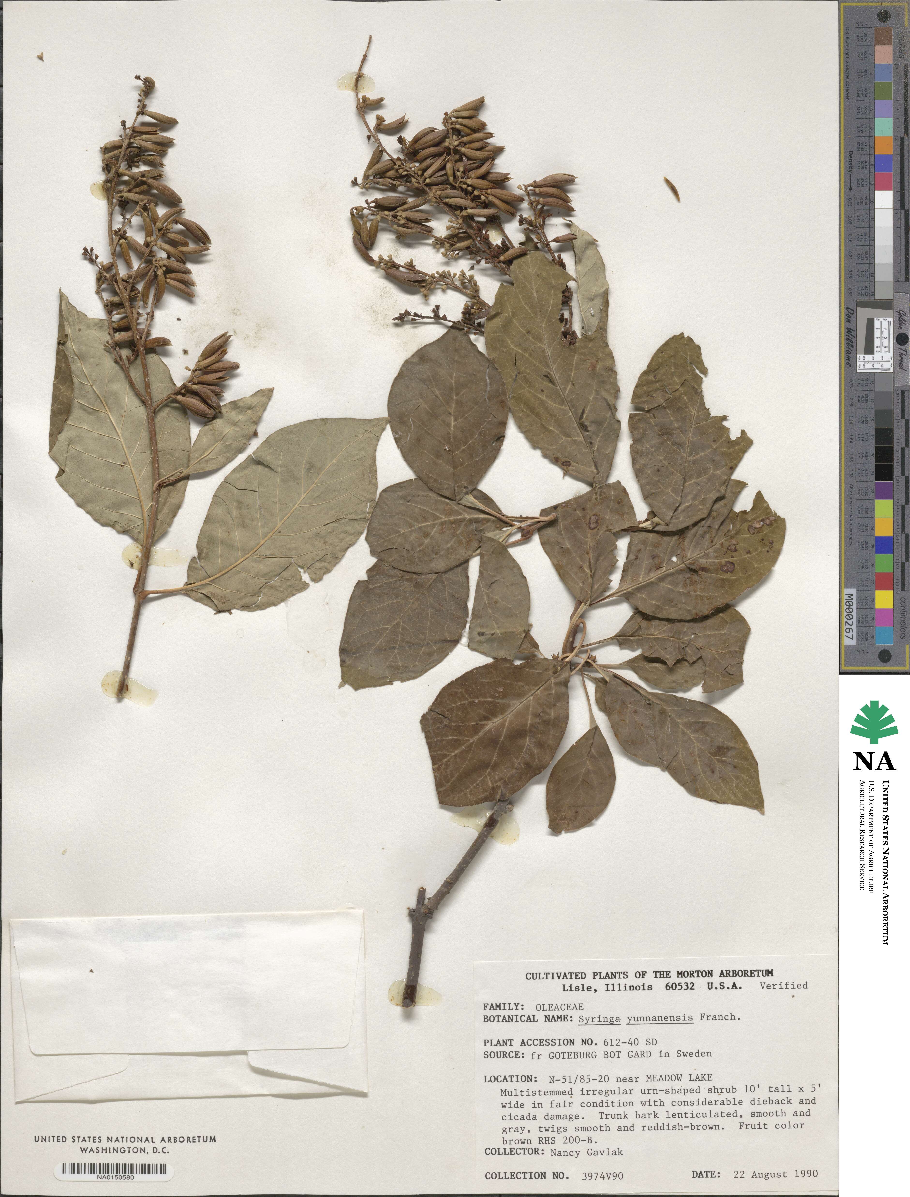 Syringa tomentella subsp. yunnanensis image