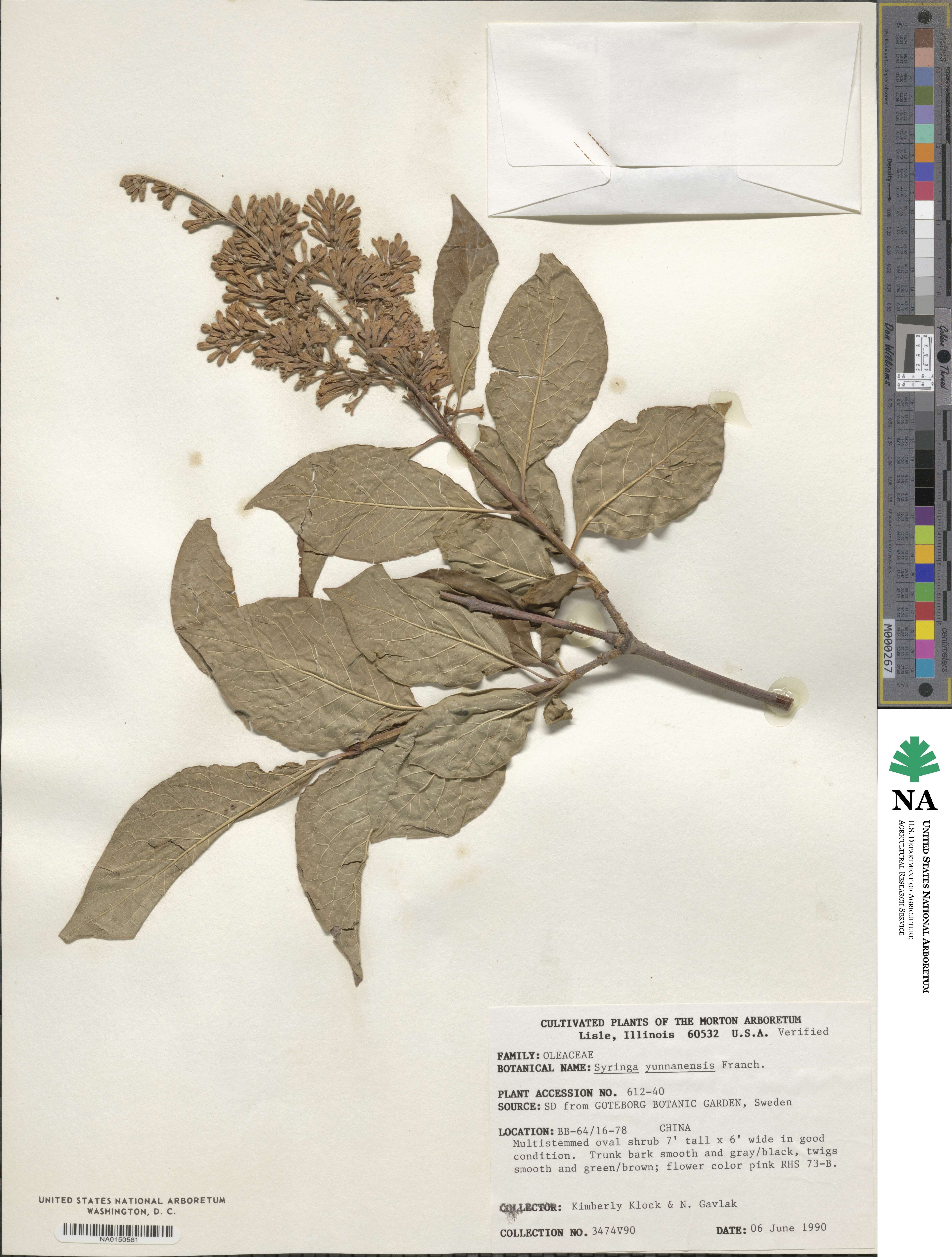 Syringa tomentella subsp. yunnanensis image