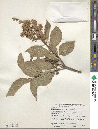 Syringa tomentella image