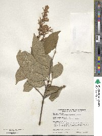 Syringa tomentella subsp. yunnanensis image