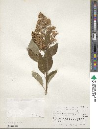 Syringa tomentella subsp. yunnanensis image