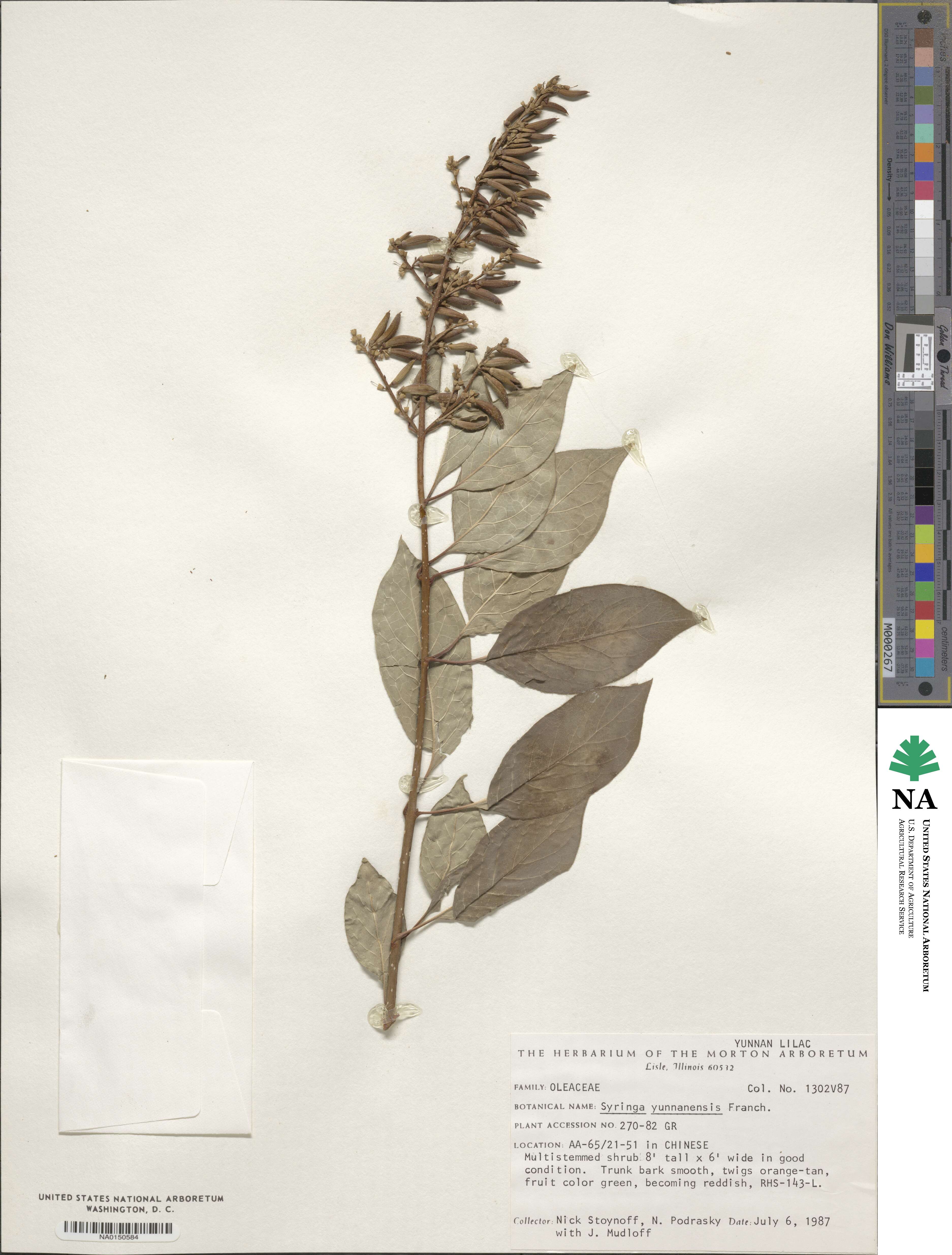 Syringa tomentella subsp. yunnanensis image