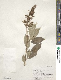 Syringa tomentella subsp. yunnanensis image