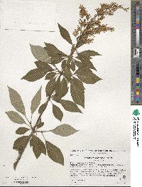 Syringa tomentella image