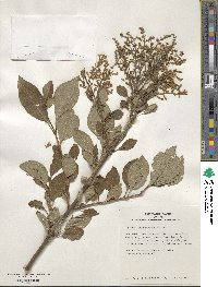 Syringa tomentella subsp. yunnanensis image