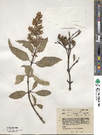 Syringa tomentella image