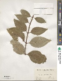 Syringa tomentella subsp. yunnanensis image