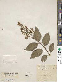 Syringa tomentella subsp. yunnanensis image