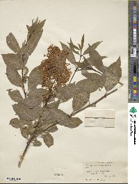 Syringa tomentella subsp. yunnanensis image