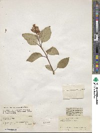 Syringa tomentella subsp. yunnanensis image