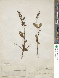 Syringa tomentella image