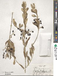 Phillyrea angustifolia image