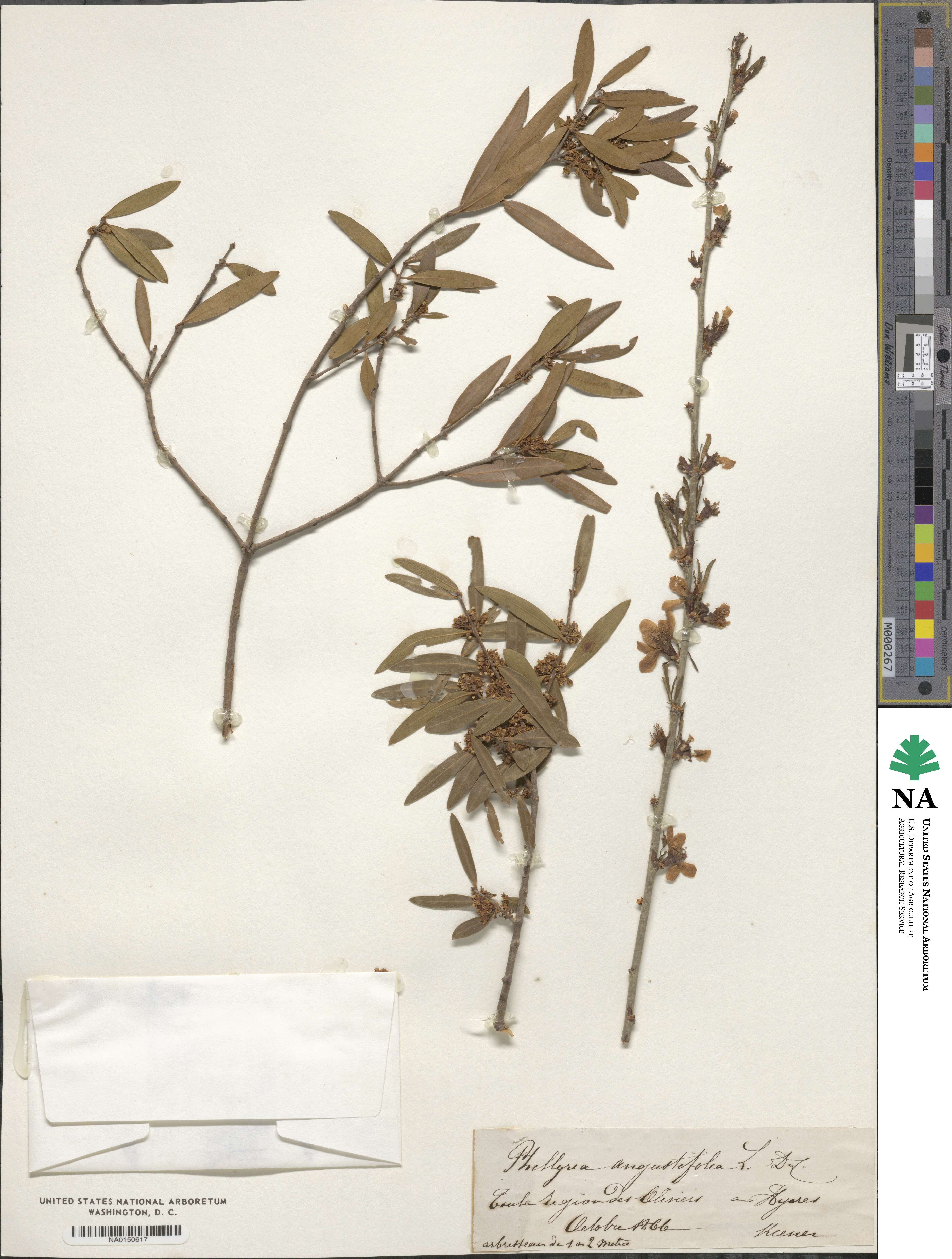 Phillyrea angustifolia image