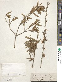 Phillyrea angustifolia image