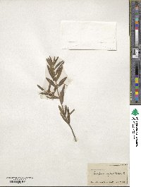 Phillyrea angustifolia image