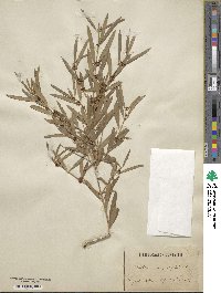 Phillyrea angustifolia image