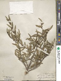 Phillyrea angustifolia image