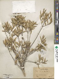 Phillyrea angustifolia image