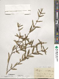 Phillyrea angustifolia image