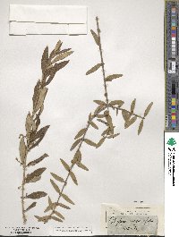 Phillyrea angustifolia image