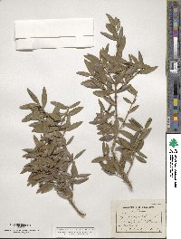 Phillyrea angustifolia image