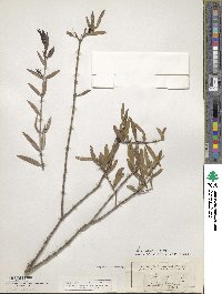 Phillyrea angustifolia image