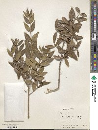 Phillyrea latifolia image