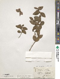 Phillyrea latifolia image