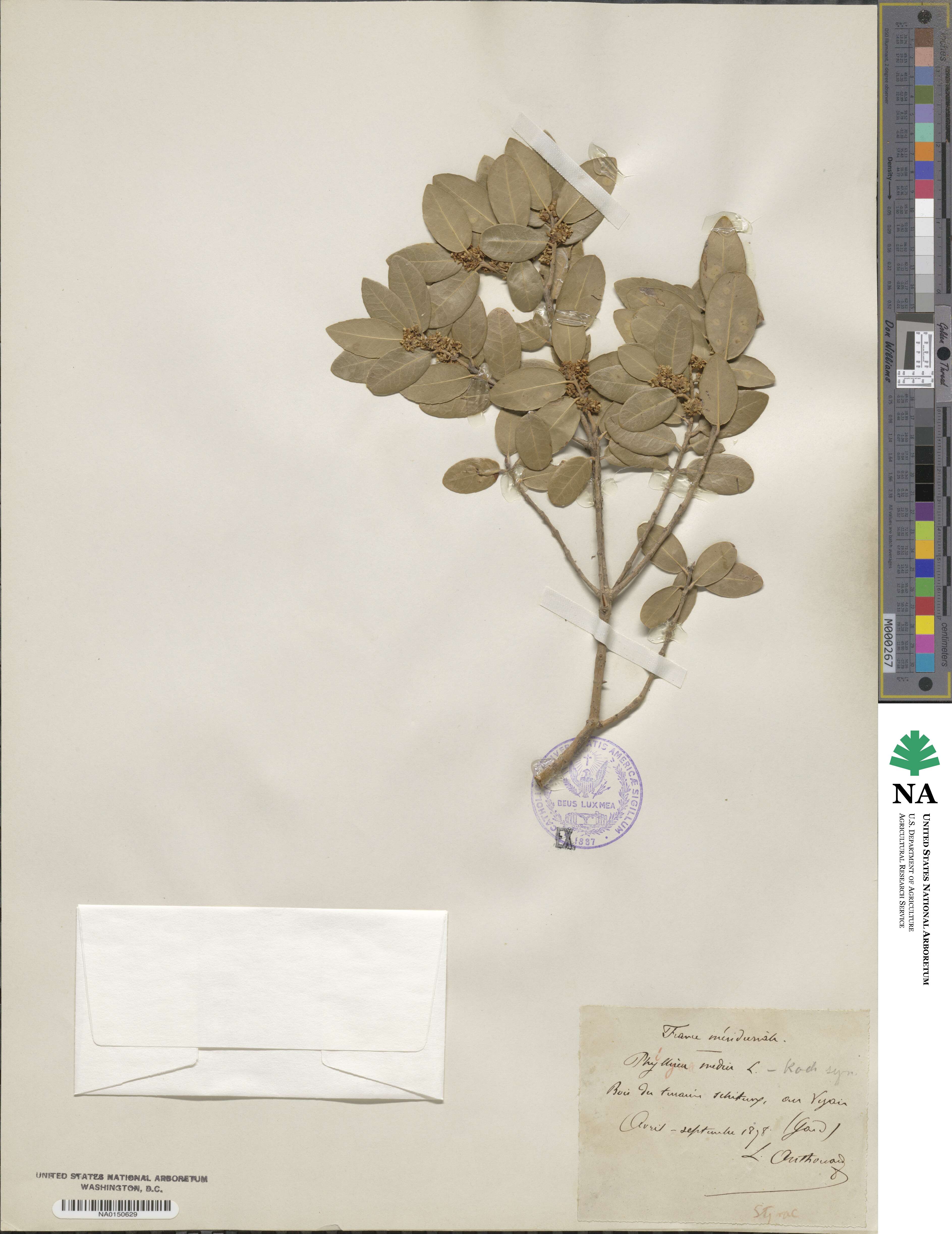 Phillyrea latifolia image