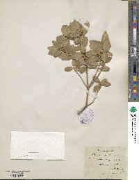 Phillyrea latifolia image