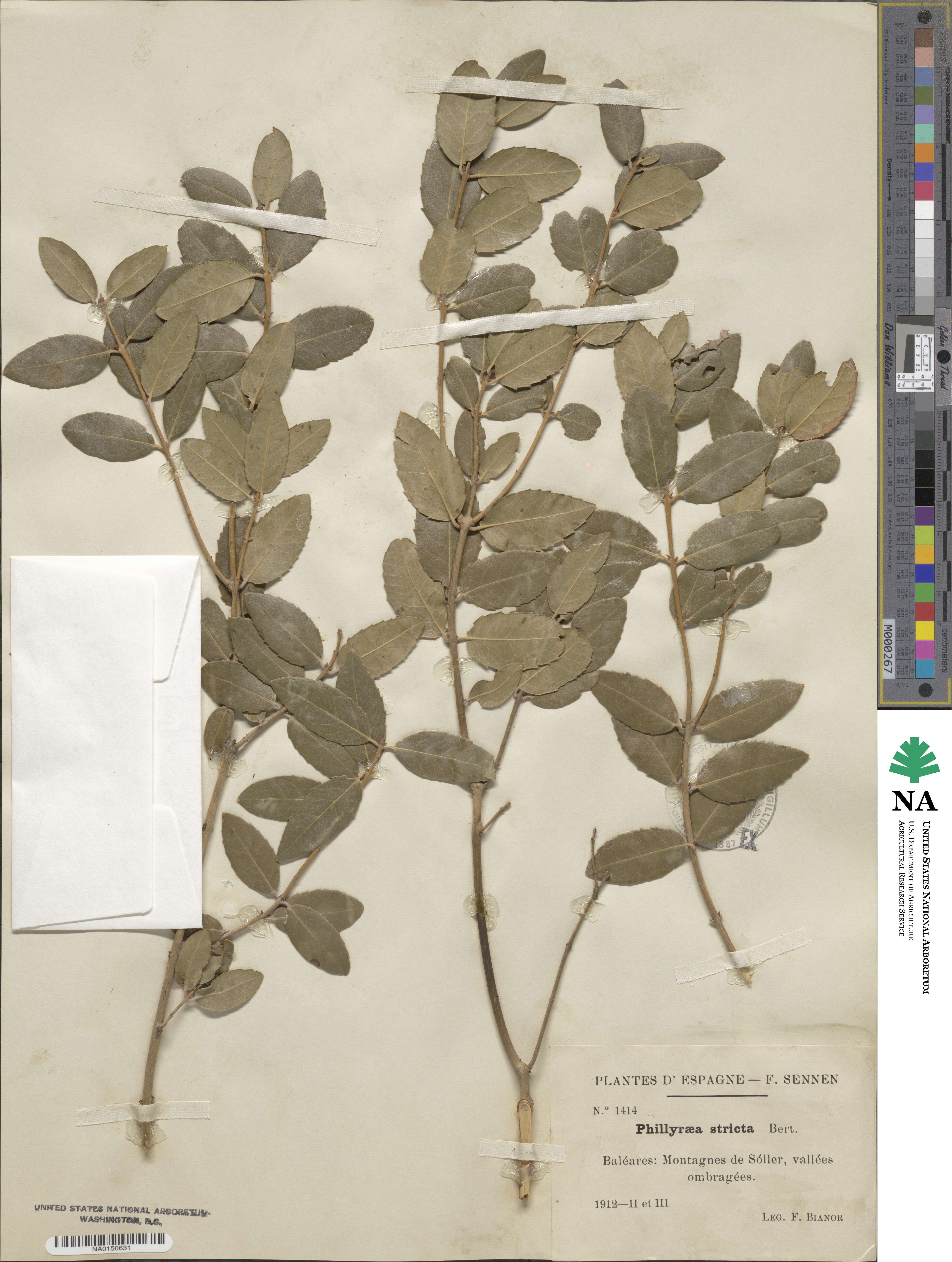 Phillyrea latifolia image