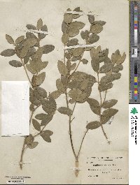 Phillyrea latifolia image