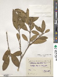 Osmanthus decorus image