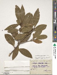 Osmanthus decorus image