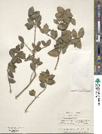 Phillyrea latifolia image